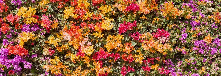 Blühende Bougainvillea in verschiedenen Farben